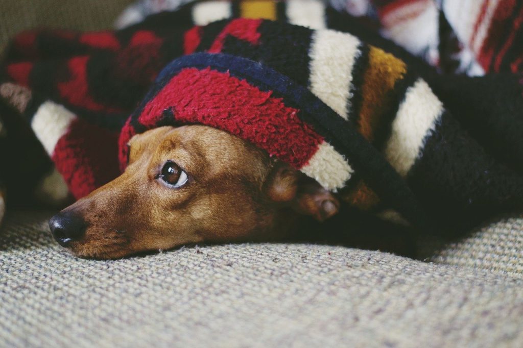 chien couché sous une couverture