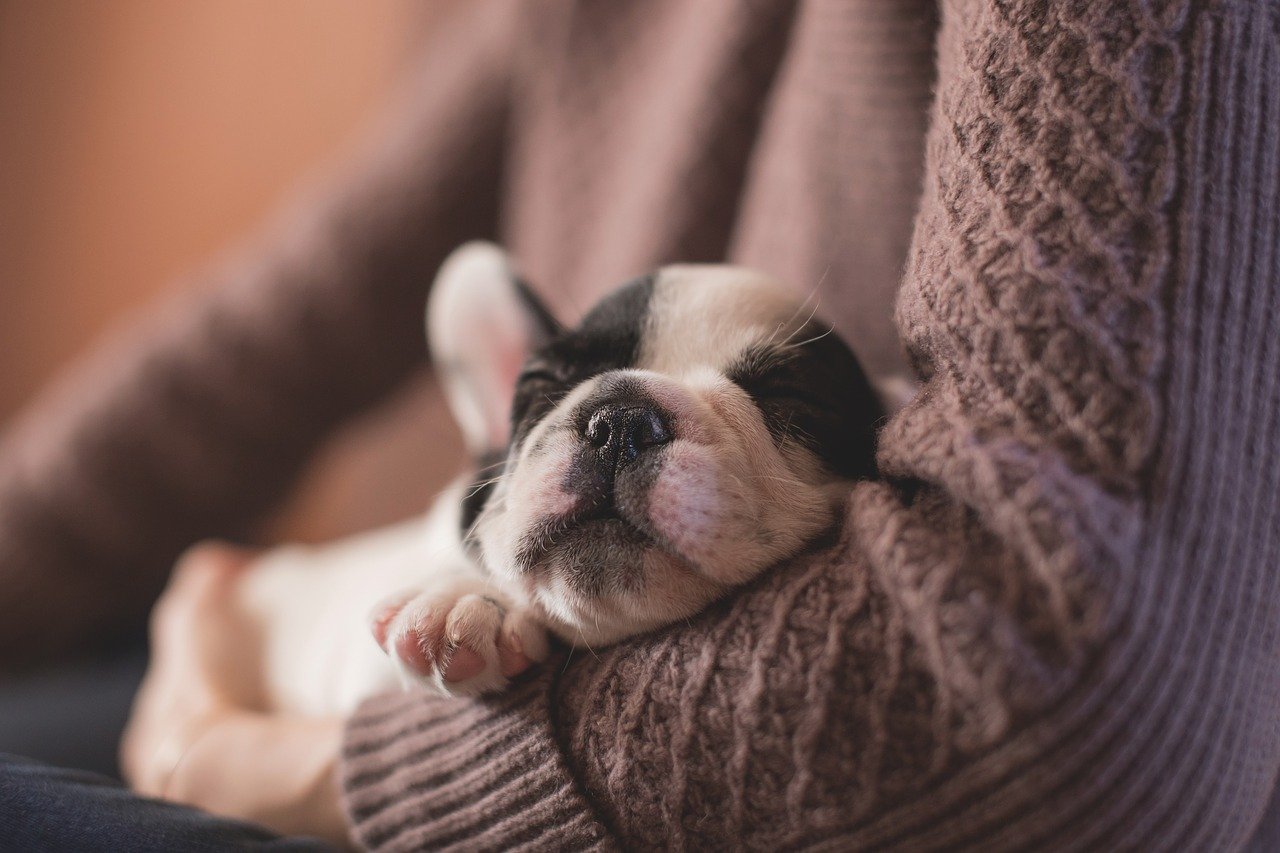 chiot dans les bras de sa propriétaire